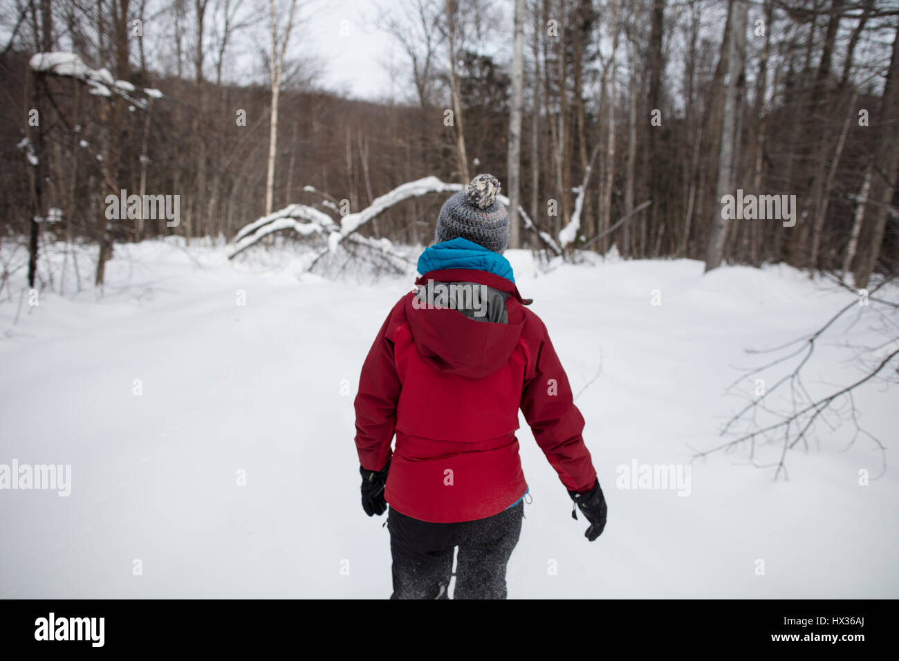 A lady in a red jacket snowshoes in the forest after a snow storm in