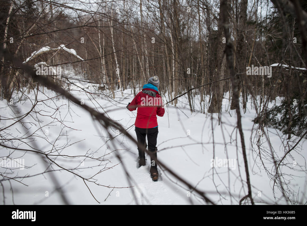 A lady in a red jacket snowshoes in the forest after a snow storm in Hastings Highlands, Ontario, Canada. Stock Photo