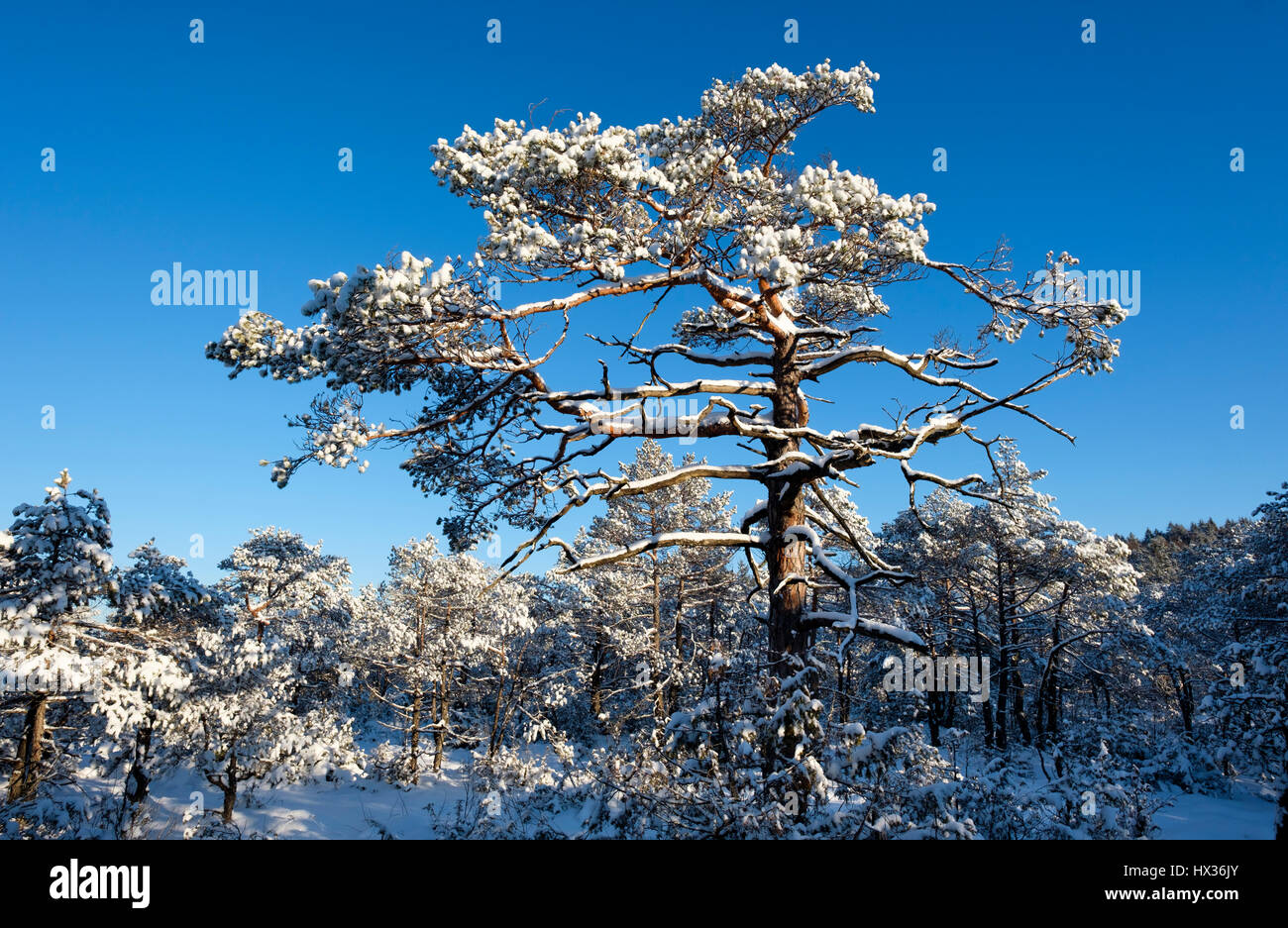 Pine forest with snow, nature reserve Isar, Upper Bavaria, Bavaria Germany Stock Photo