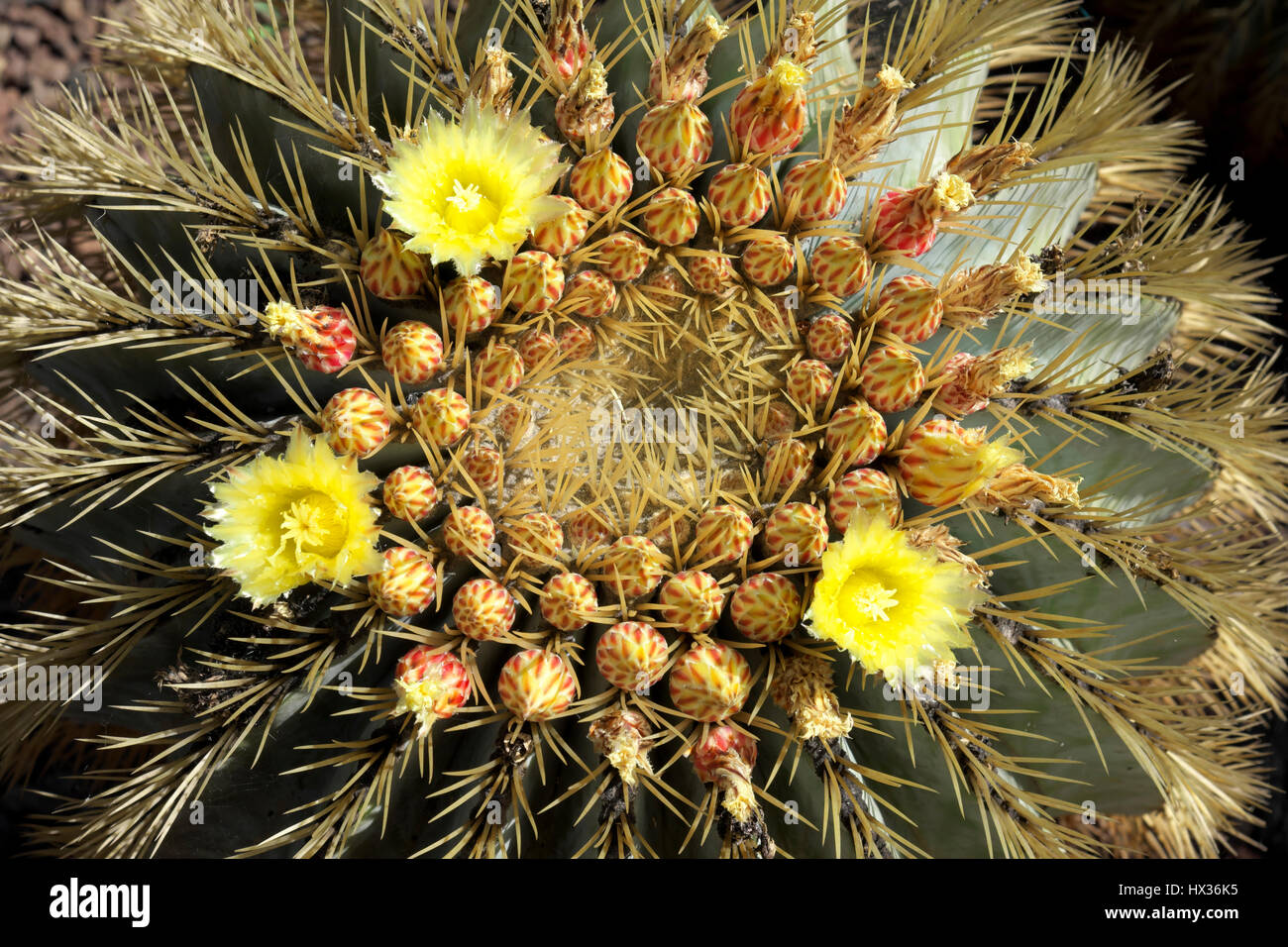 Golden barrel cactus (Echinocactus grusonii), Jardin Botánico Viera y Clavijo, Gran Canaria, Canary Islands, Spain Stock Photo