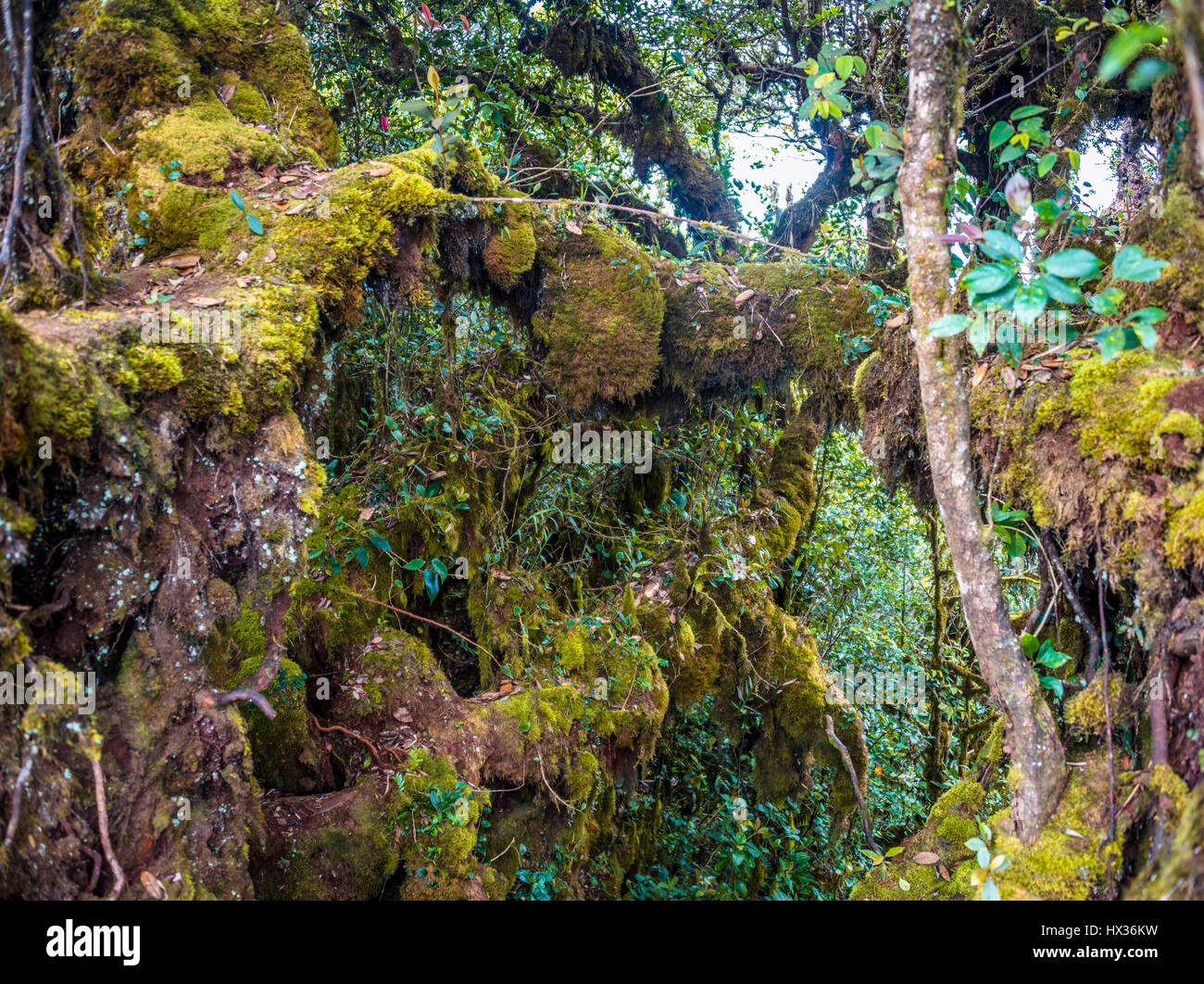Moss covered trees and branches, Mossy Forest, Cloud Forest, Fog Rainforest, Cameron Highlands, Tanah Tinggi Cameron, Tanah Rata Stock Photo