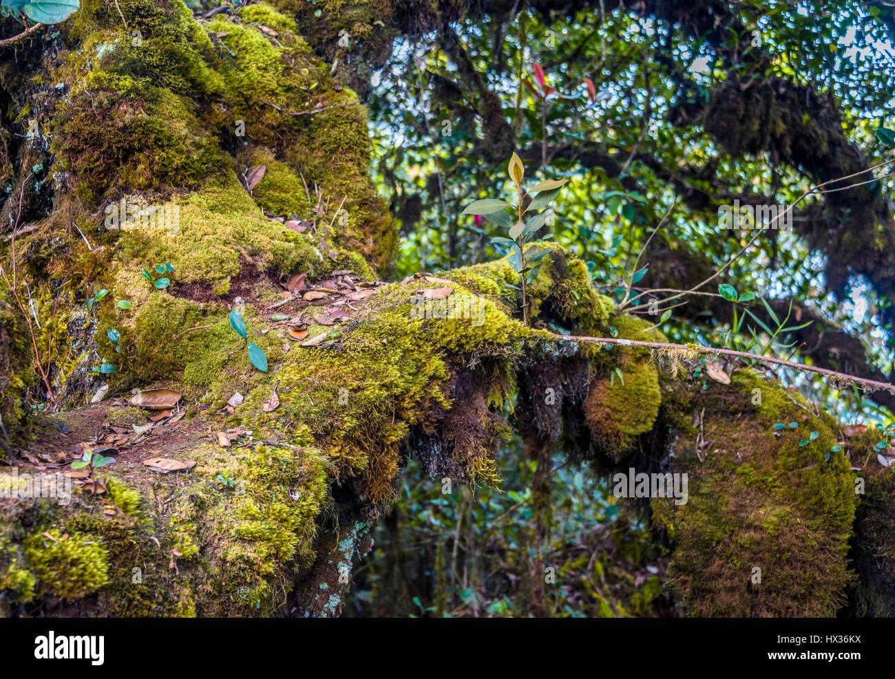 Moss covered trees and branches, Mossy Forest, Cloud Forest, Fog Rainforest, Cameron Highlands, Tanah Tinggi Cameron, Tanah Rata Stock Photo
