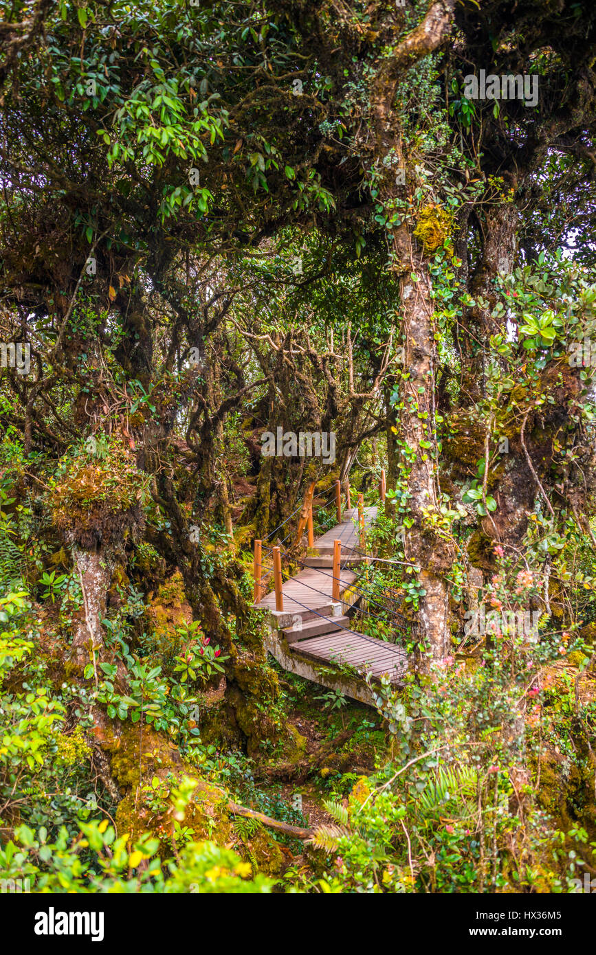 Boardwalk through dense jungle, trees overgrown with moss and vines, Mossy Forest, Cloud Forest, Fog Rainforest Stock Photo