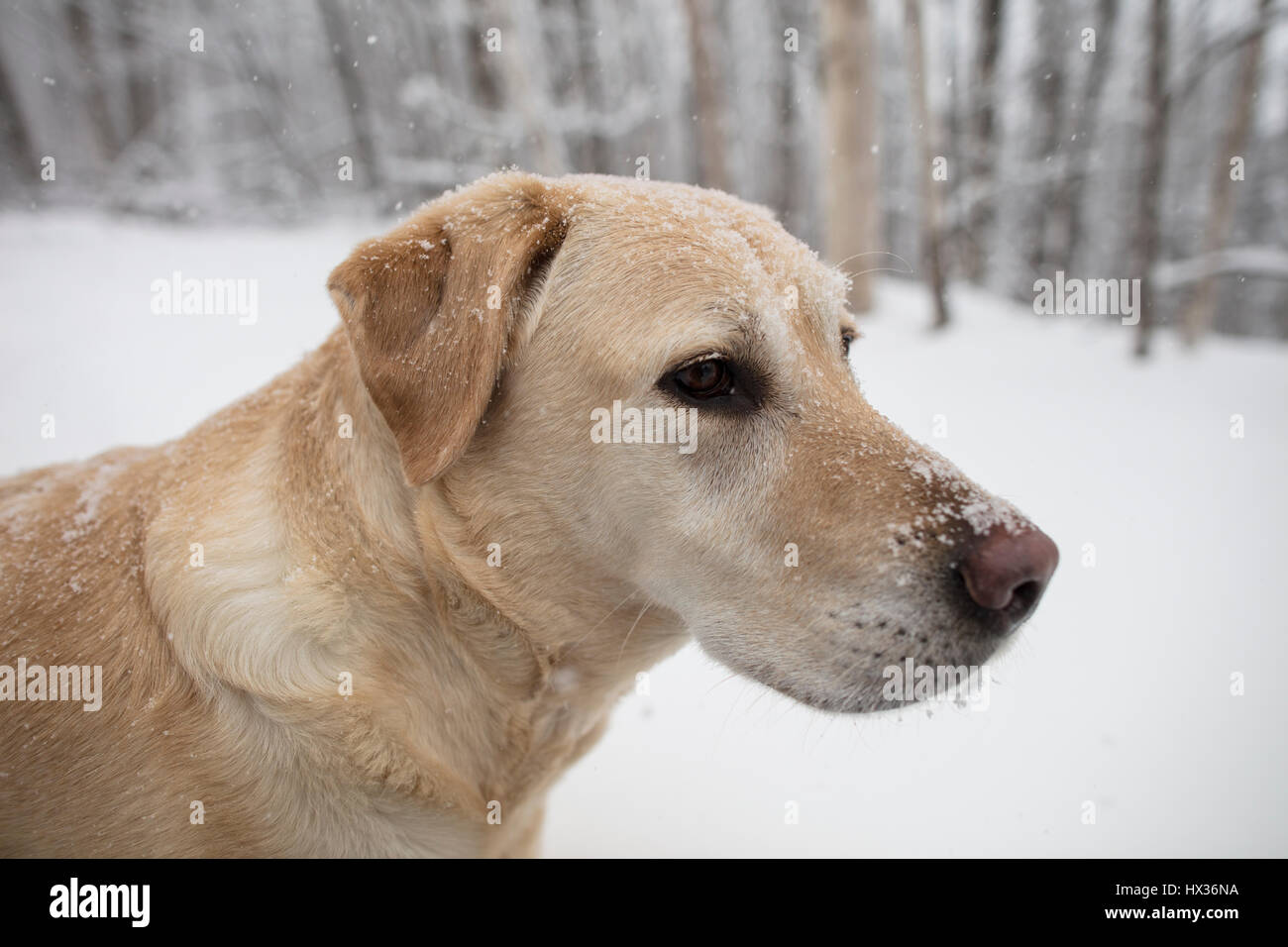 A Yellow Labrador Retriever (yellow lab) dog walks in the snow during a snow storm in Hastings Highlands, Ontario, Canada. Stock Photo