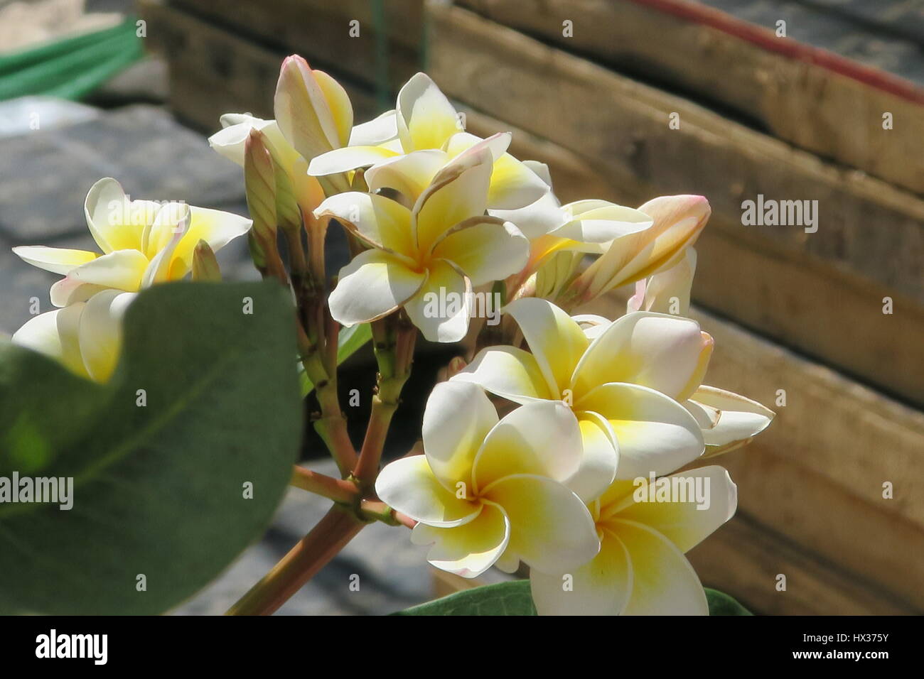 Moths thailand hires stock photography and images Alamy