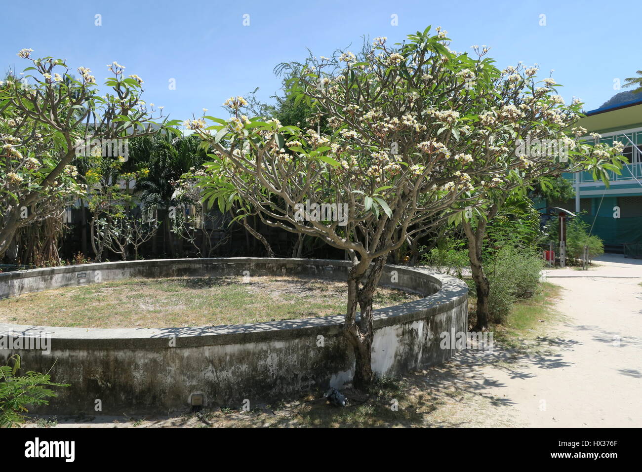 Moths thailand hires stock photography and images Alamy