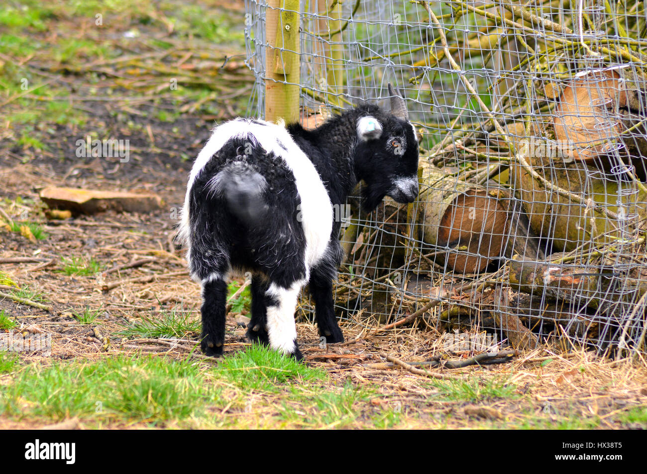 Pygmy goat - Capra aegagrus hircus Stock Photo - Alamy