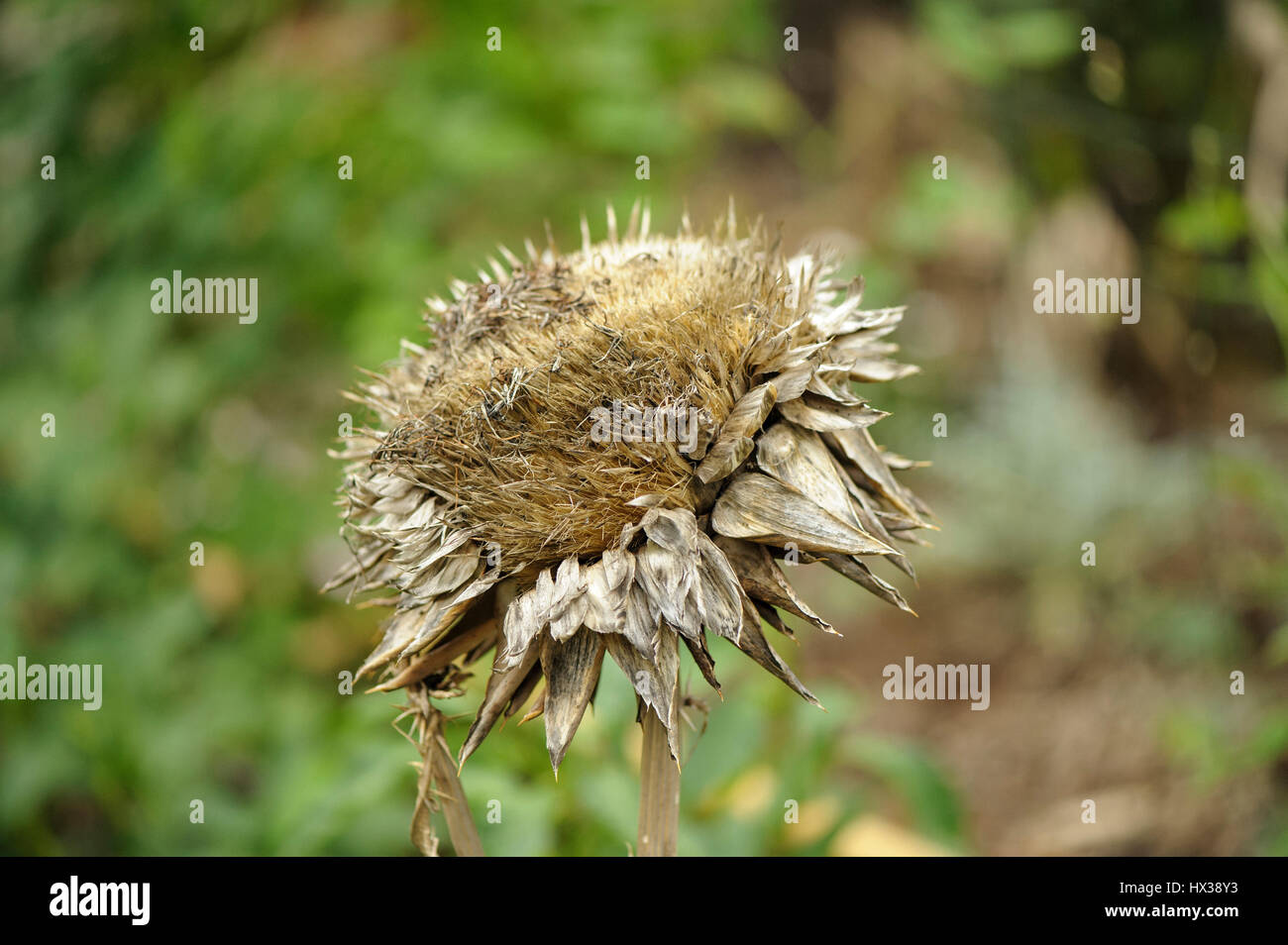 Drying flower seeds hires stock photography and images Alamy