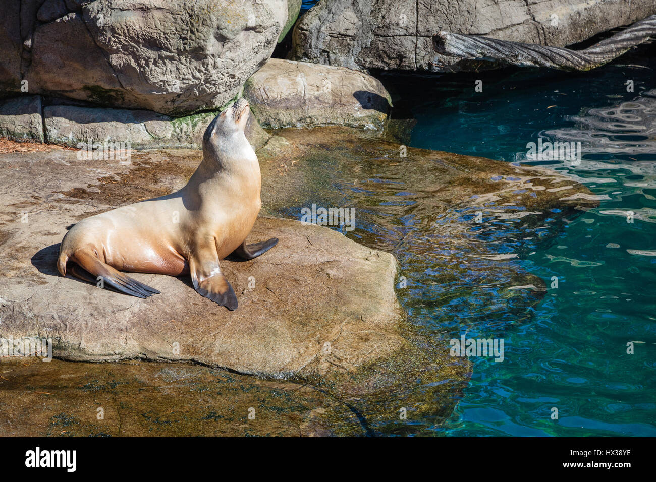 Seal standing at the shore enjoying the sunlight Stock Photo - Alamy