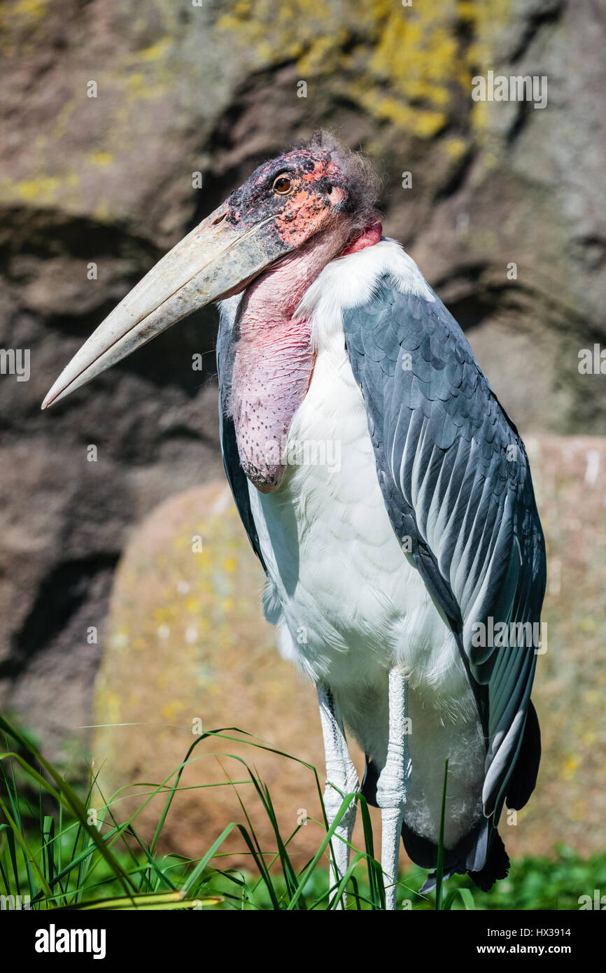 Marabou stork Stock Photo Alamy
