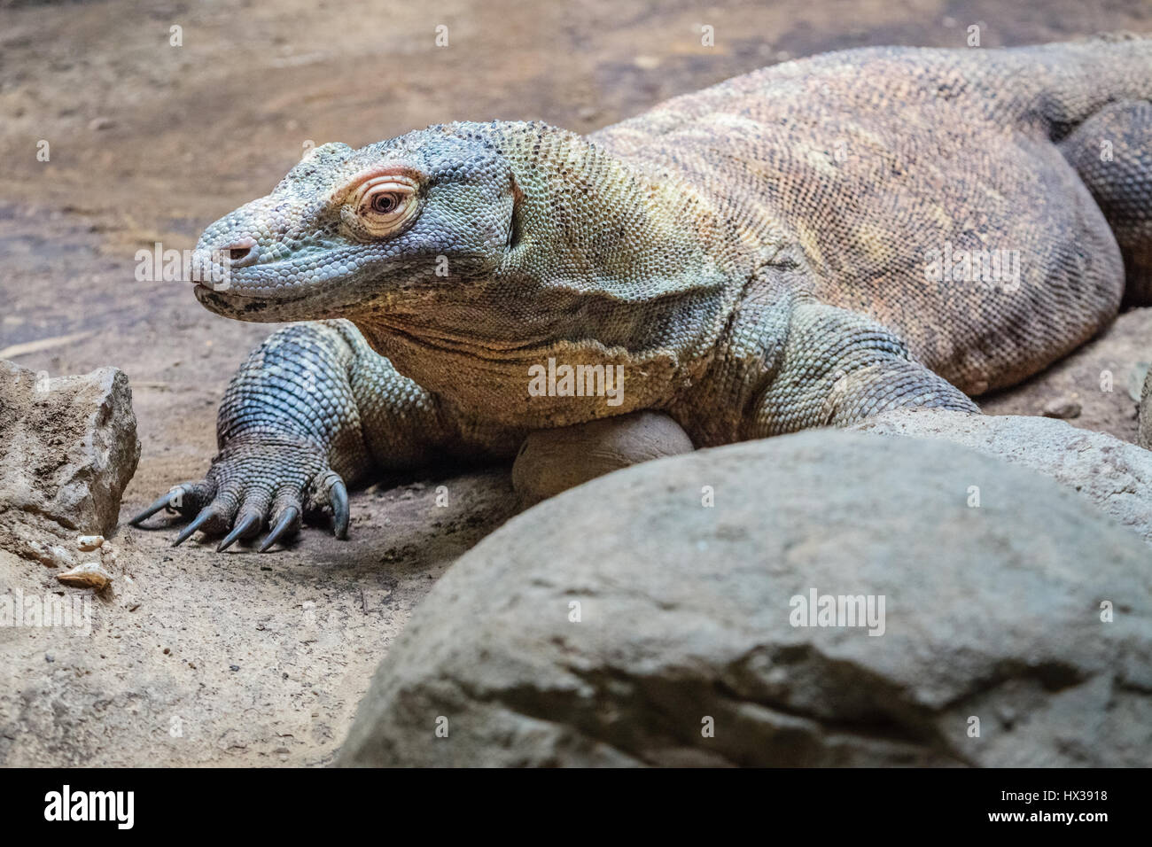 komodo-dragon-largest-lizard-of-the-world-stock-photo-alamy