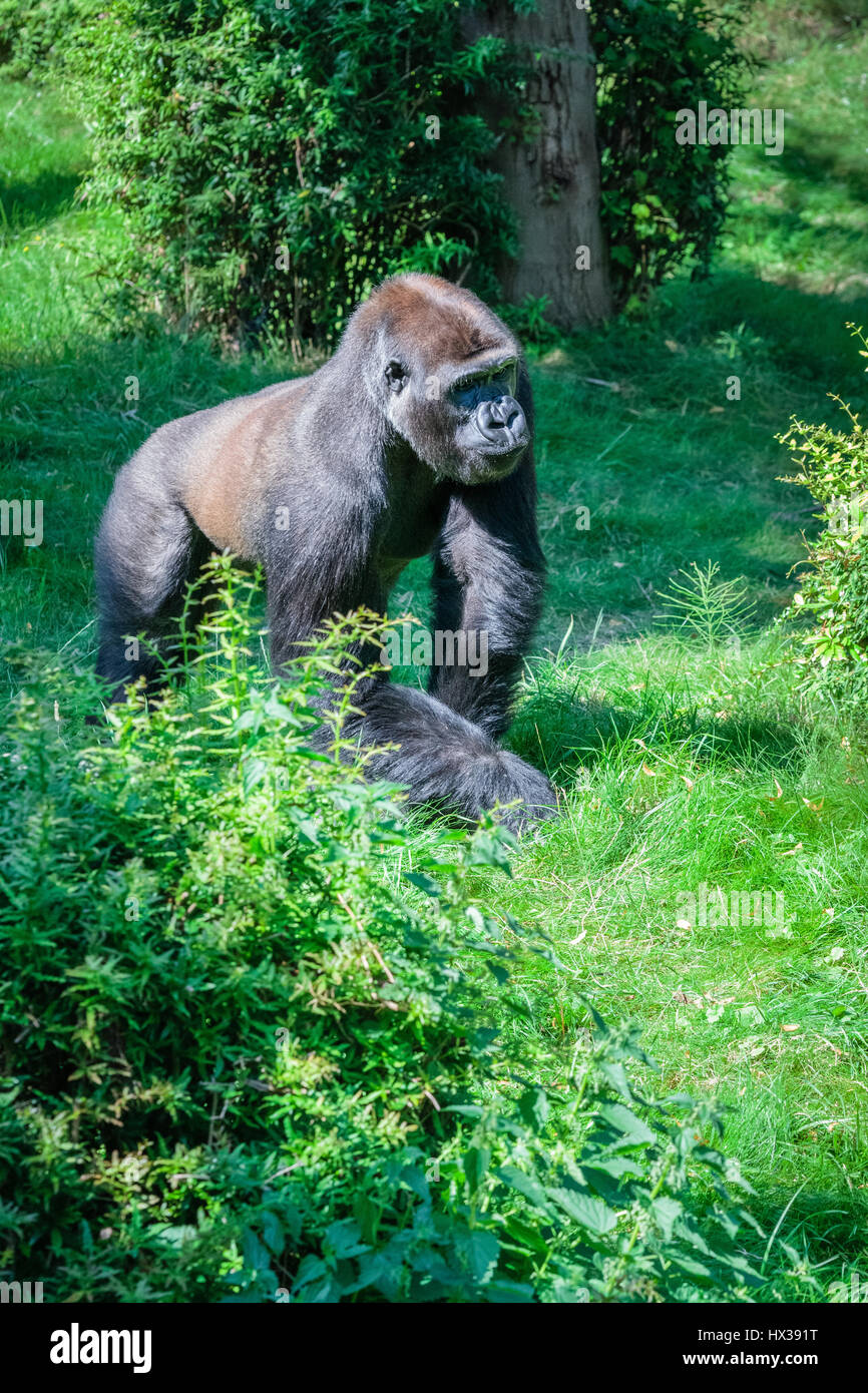 Western gorilla - the largest living primate Stock Photo