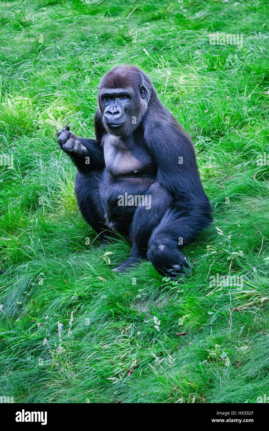 Western gorilla - the largest living primate Stock Photo