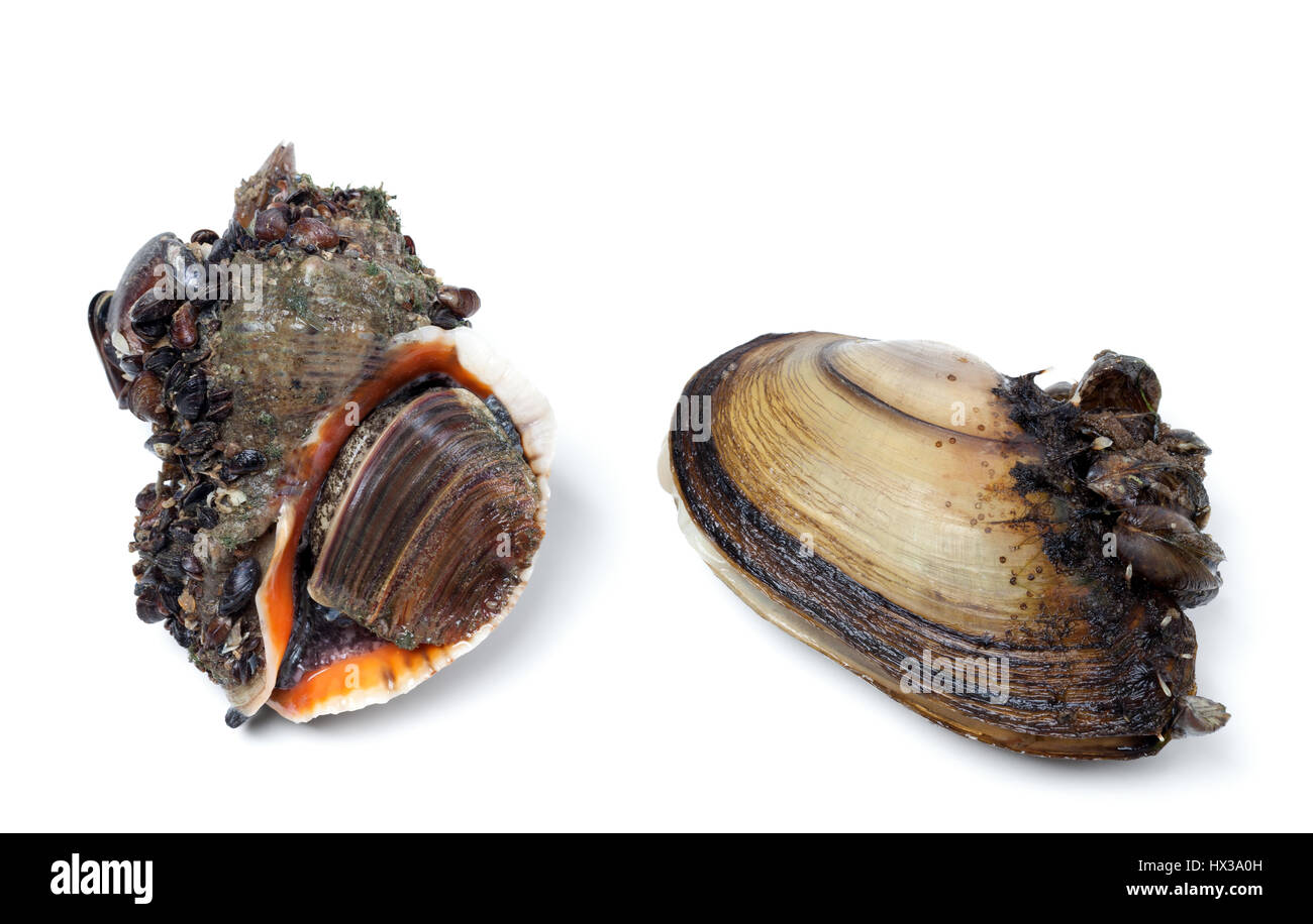 Veined rapa whelk and river mussels (anodonta). Isolated on white background. Stock Photo