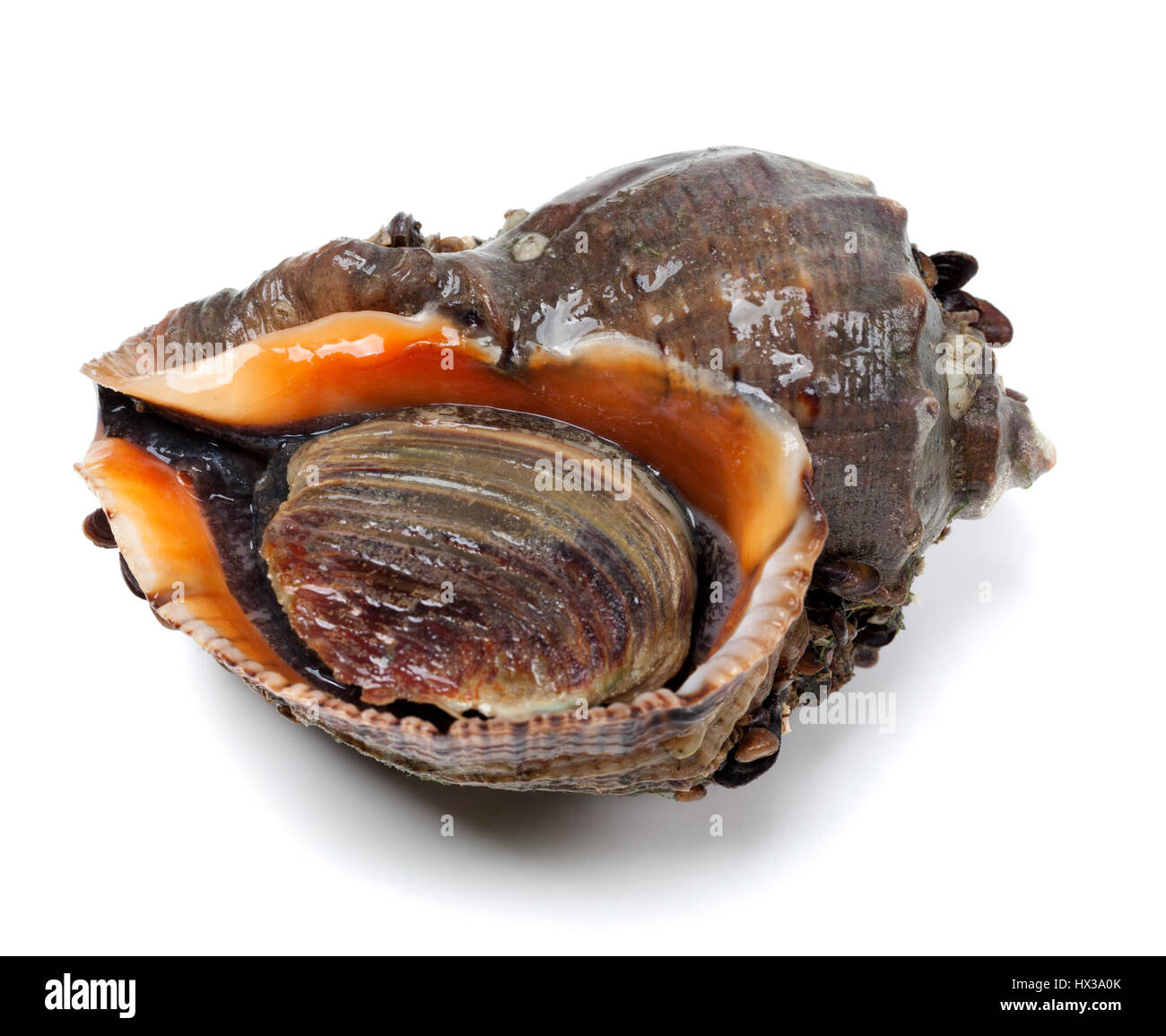 Veined rapa whelk isolated on white background Stock Photo - Alamy