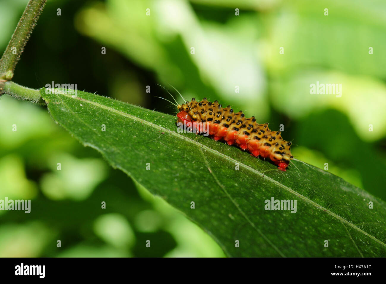 Red brown colored caterpillar crawling with a lot of legs on top of