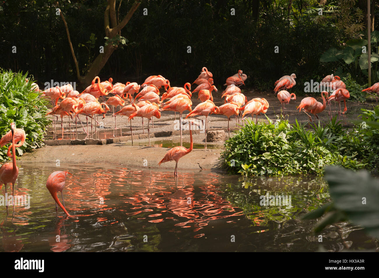 Large group of pink flamingos walking around on the riverside at daytime drinking water in the sun. Stock Photo