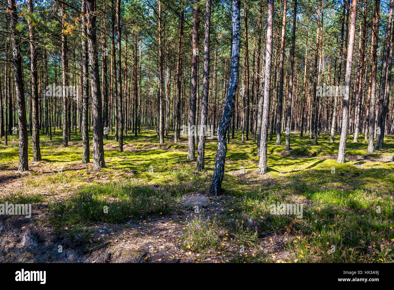 Tuchola Forest also known as Tuchola Pinewoods in Kuyavian-Pomeranian Voivodeship in Poland Stock Photo