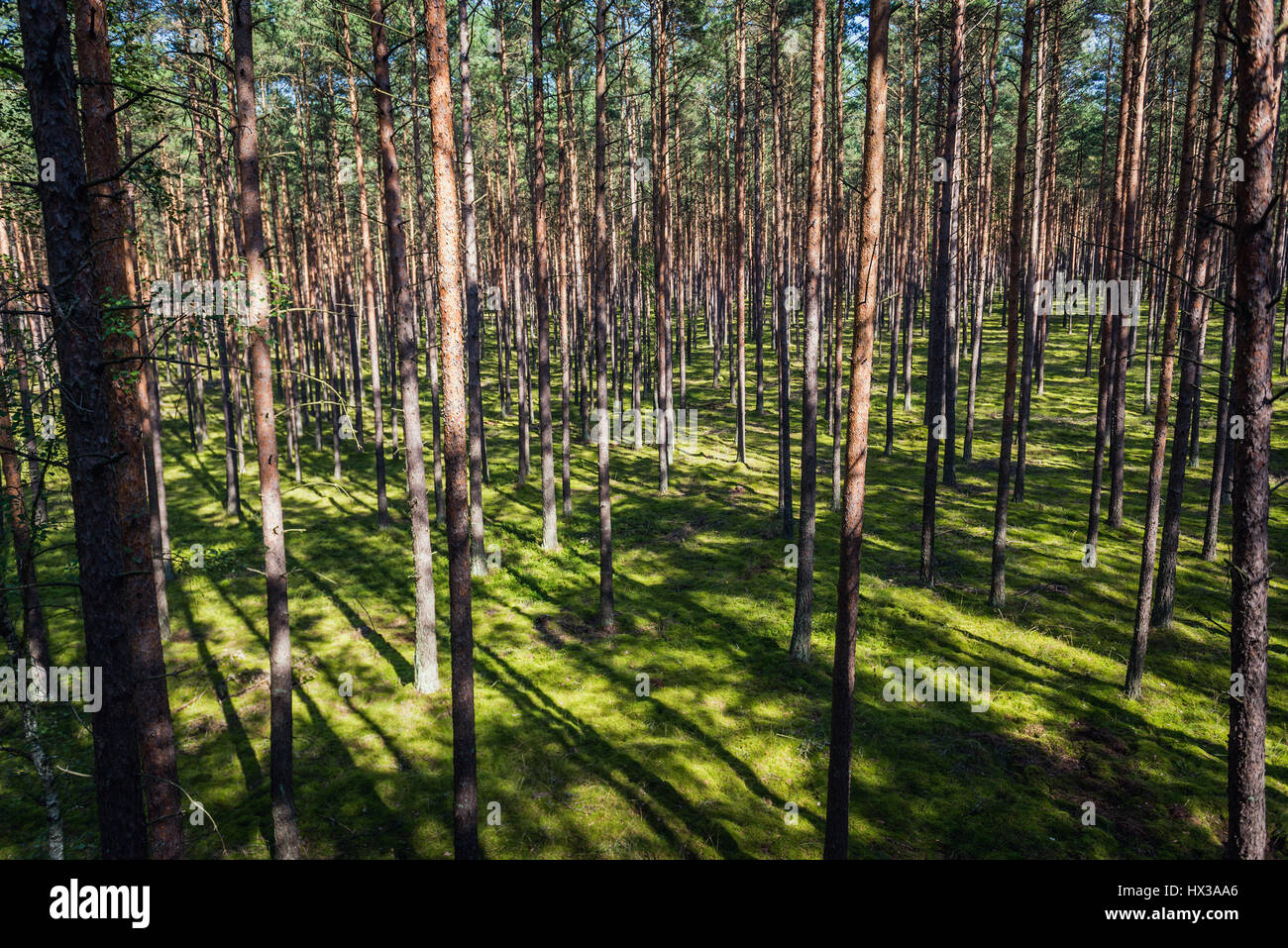 Tuchola Forest also known as Tuchola Pinewoods in Kuyavian-Pomeranian Voivodeship in Poland Stock Photo