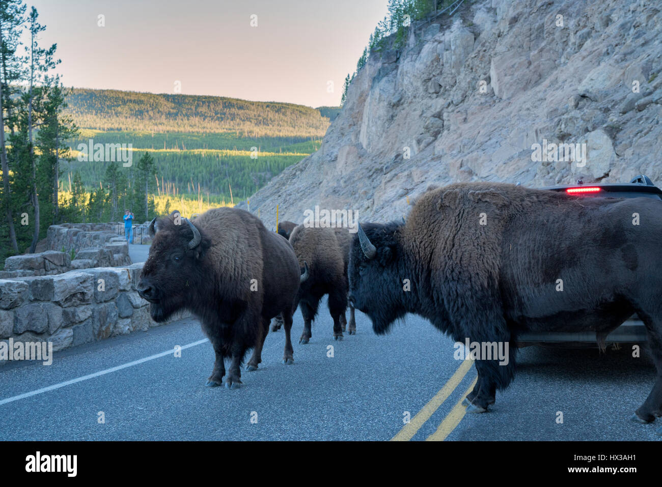 Buffalo blocking road. Yellowstone National Park, Wyoming Stock Photo