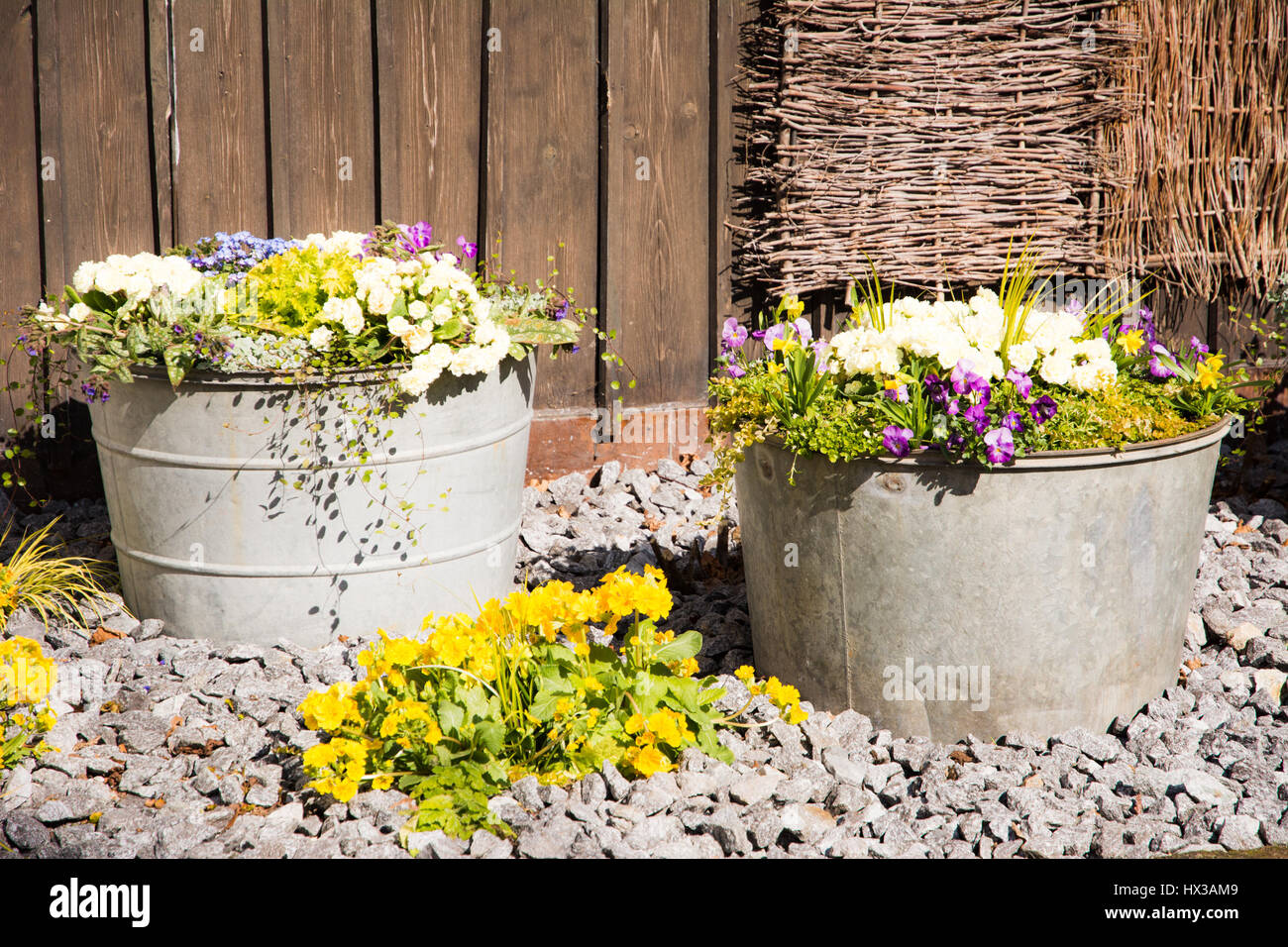 Vintage tin buckets filled with spring flowers in the garden Stock