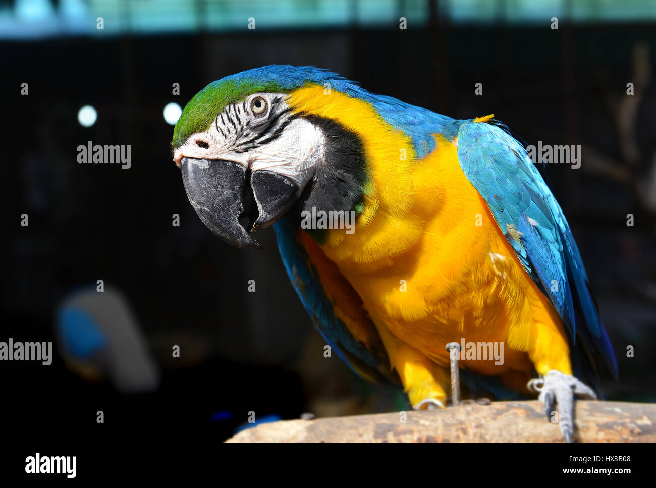 Image showcasing The macaw bird in the zoo indoor lighting Stock Photo - Alamy