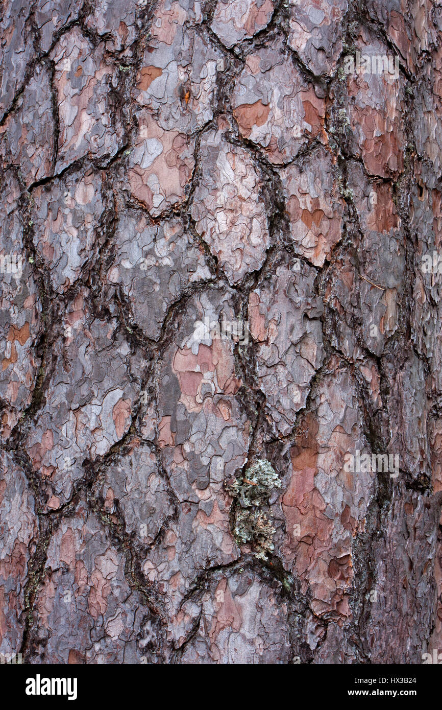 scots-pine-pinus-sylvestris-close-up-of-bark-linn-of-dee-scotland