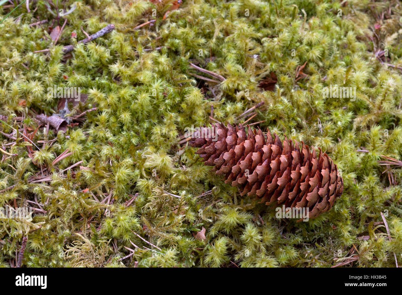 Norway Spruce, Picea abies, single pine cone lying on moss, Linn of Dee, Scotland, UK Stock Photo