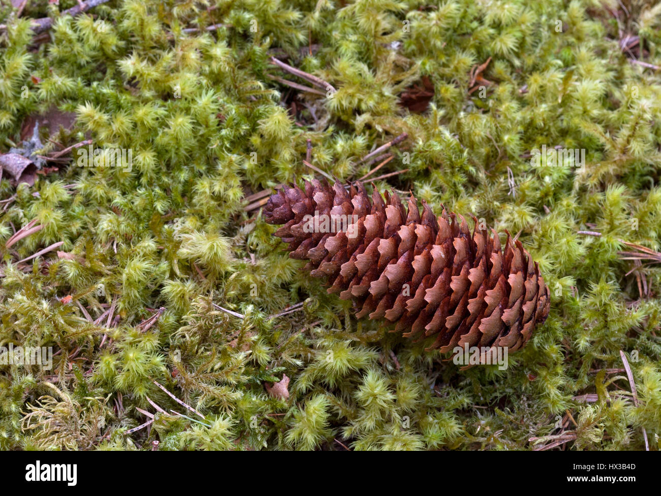 Norway Spruce,  Picea abies, single pine cone lying on moss, Linn of Dee, Scotland, UK Stock Photo