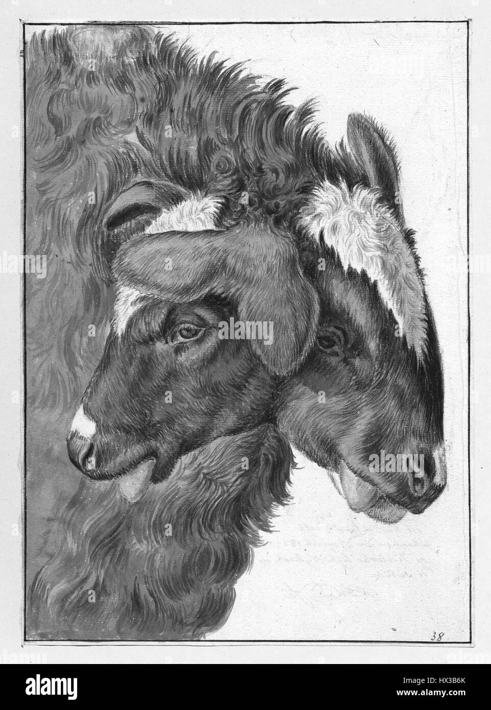 Drawing of a sheep with two heads, 1830. Courtesy National Library of Medicine. Stock Photo