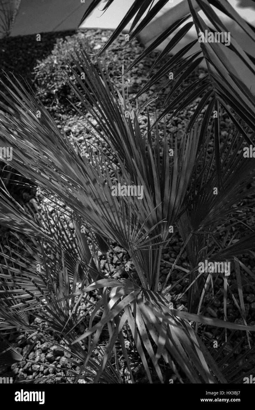 Palm tree palm trees palms Black and White Stock Photos & Images - Alamy