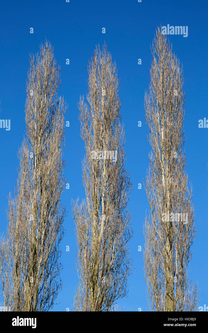 Lombardy Poplar Trees High Resolution Stock Photography And Images Alamy