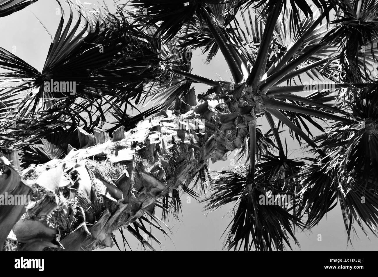 Palm trees landscaping Stock Photo Alamy