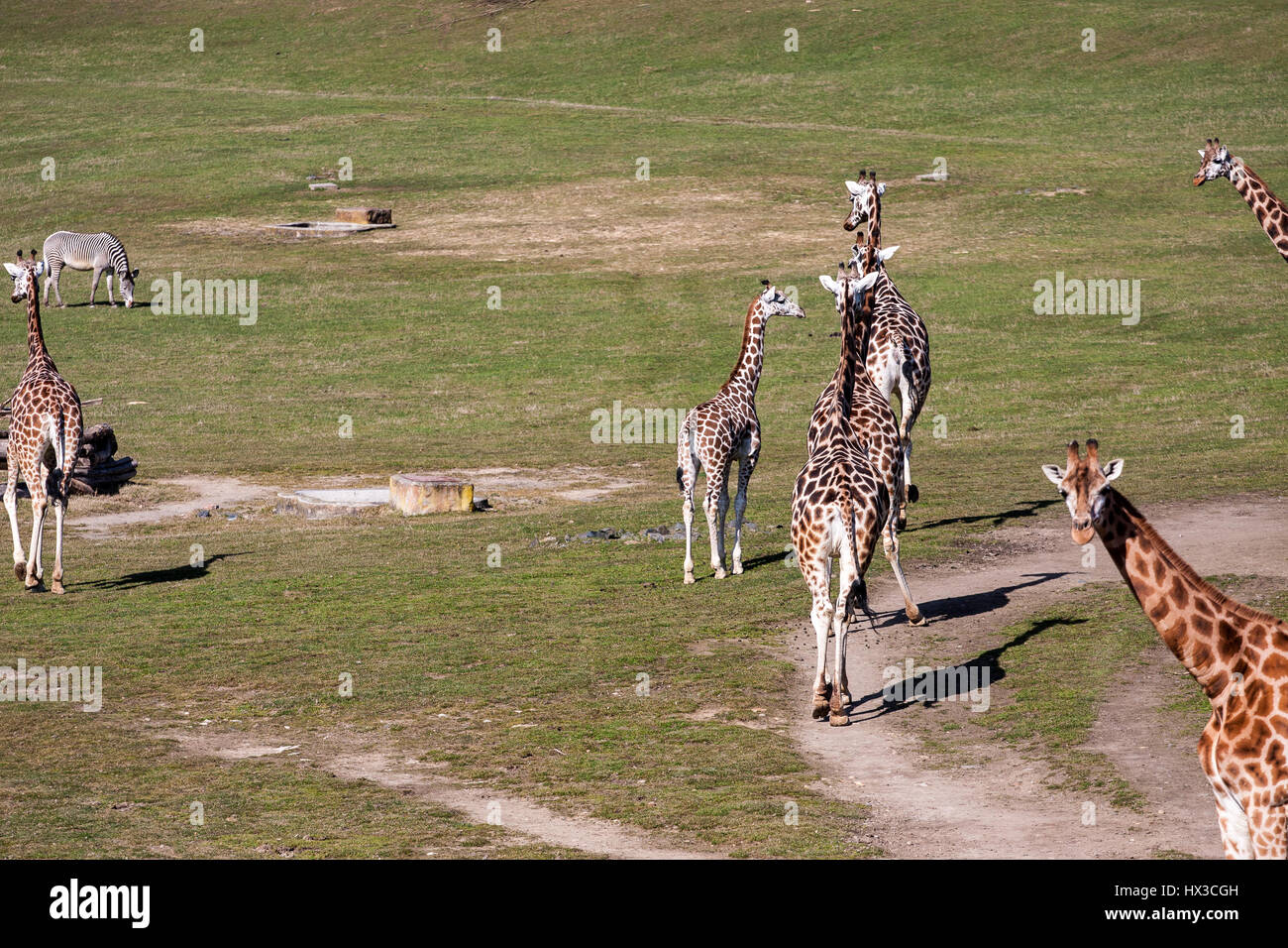 Giraffes in the zoo of Prague Czech Stock Photo
