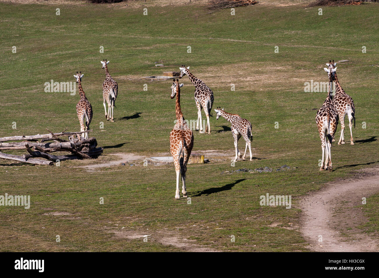 Giraffes in the zoo of Prague Czech Stock Photo
