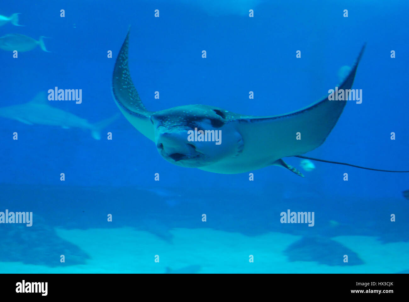 Stingray gliding underwater with a closeup look at his face Stock Photo