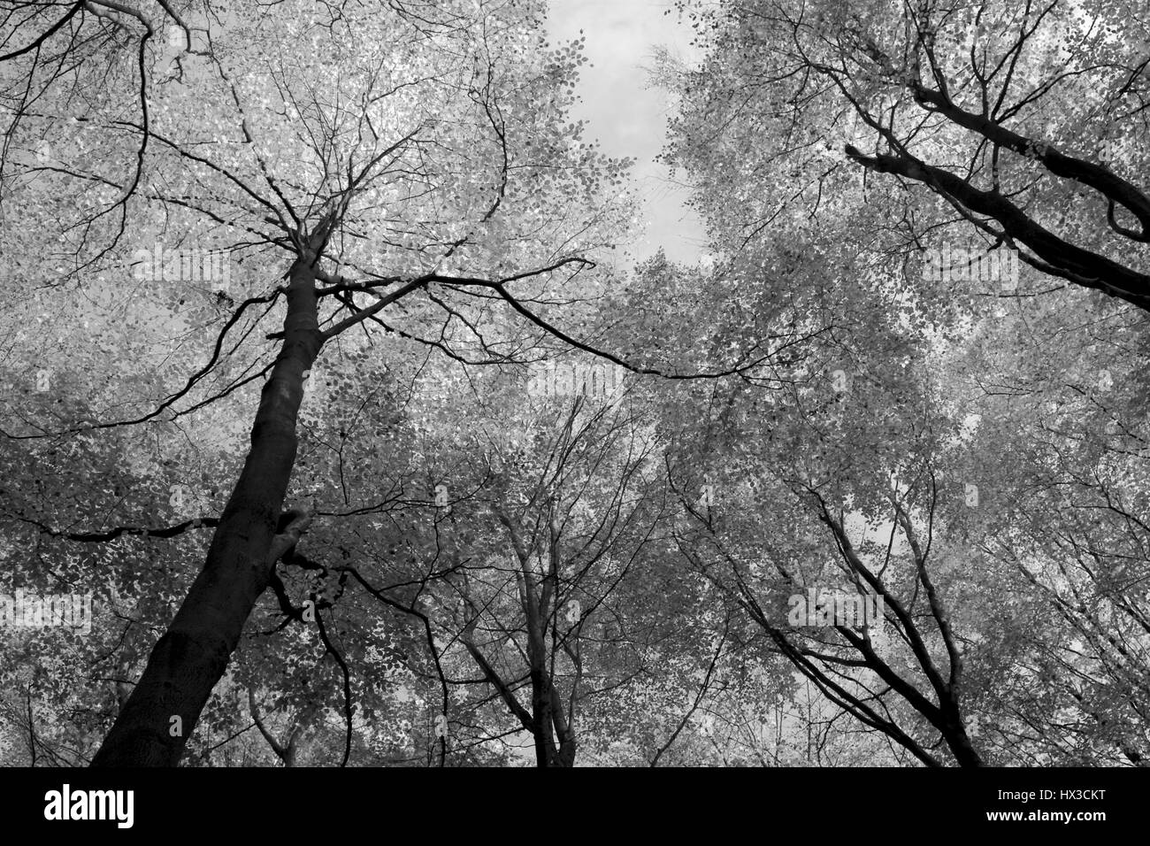 Beech trees in black and white hi-res stock photography and images - Alamy