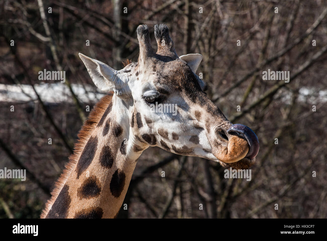 Portrait of a Giraffe in the zoo of Prague Stock Photo