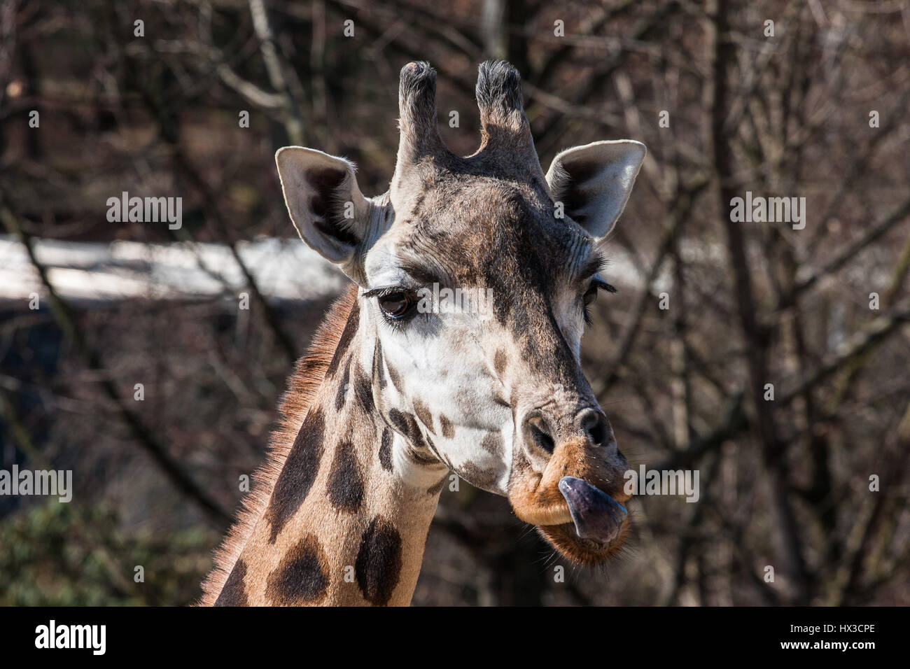 Portrait of a Giraffe in the zoo of Prague Stock Photo