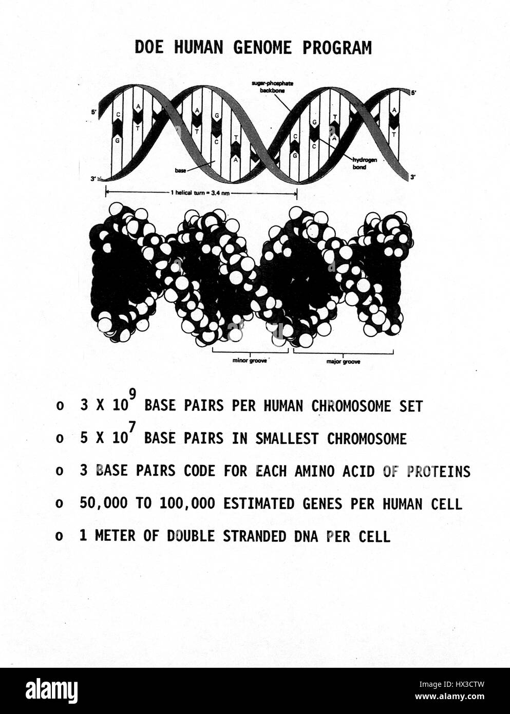 Human Genome Project Chart