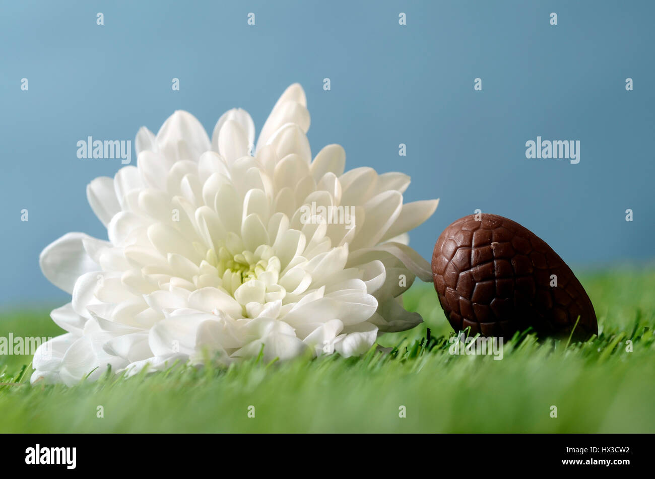 Easter chocolate eggs and gardening scene with white flower and green grass Stock Photo