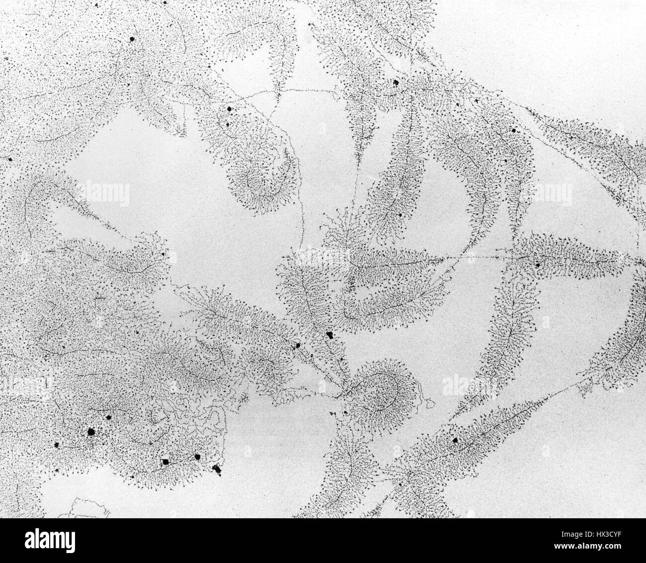Historic electron microscope photograph of functioning genes shown about 25, 000 times actual size, 1969. Image courtesy US Department of Energy. Stock Photo