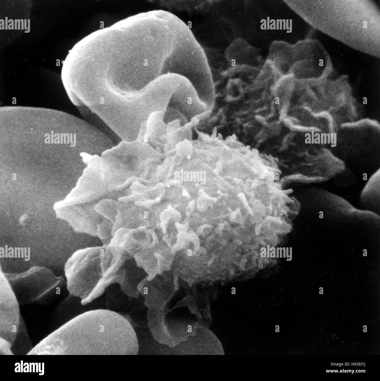 An image from a microscope that shows a hairy cell type with surface features on monocytes and lymphocytes, 1975. Image courtesy US Department of Energy. Stock Photo