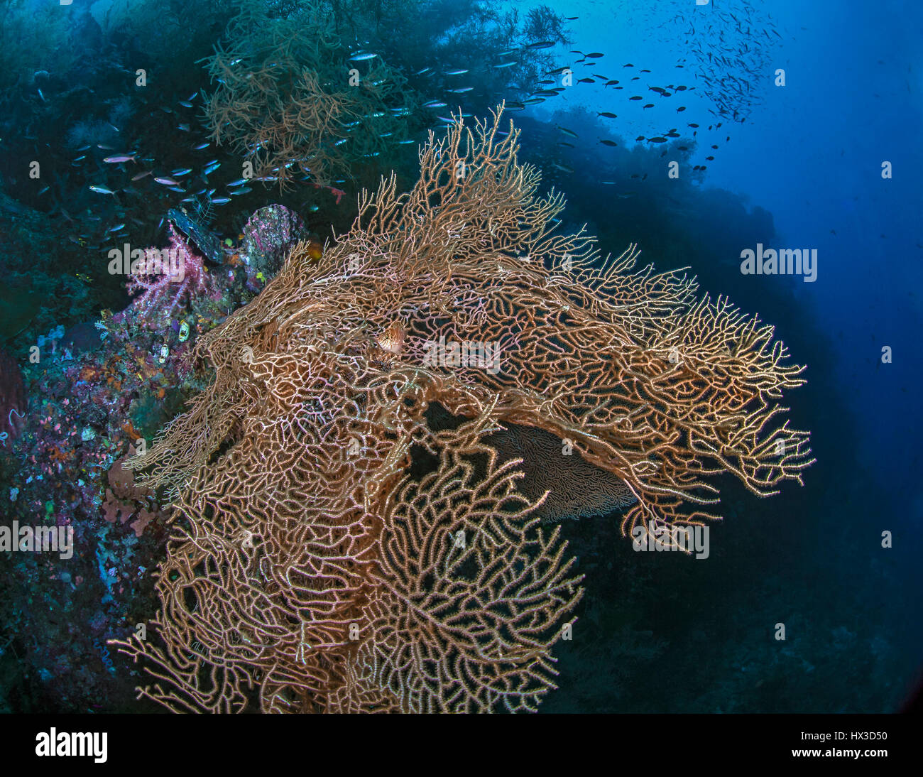 An orange sea fan with resident hawkfish on a vertical wall is contorted by a stiff ocean current. Raja Ampat, Indonesia. Stock Photo