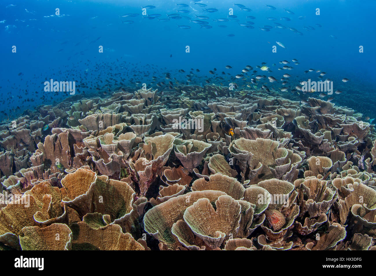 Close-focus, wide-angle panoramic view of a cabbage coral (Turbinaria sp.) reef. Raja Ampat, Indonesia. Stock Photo