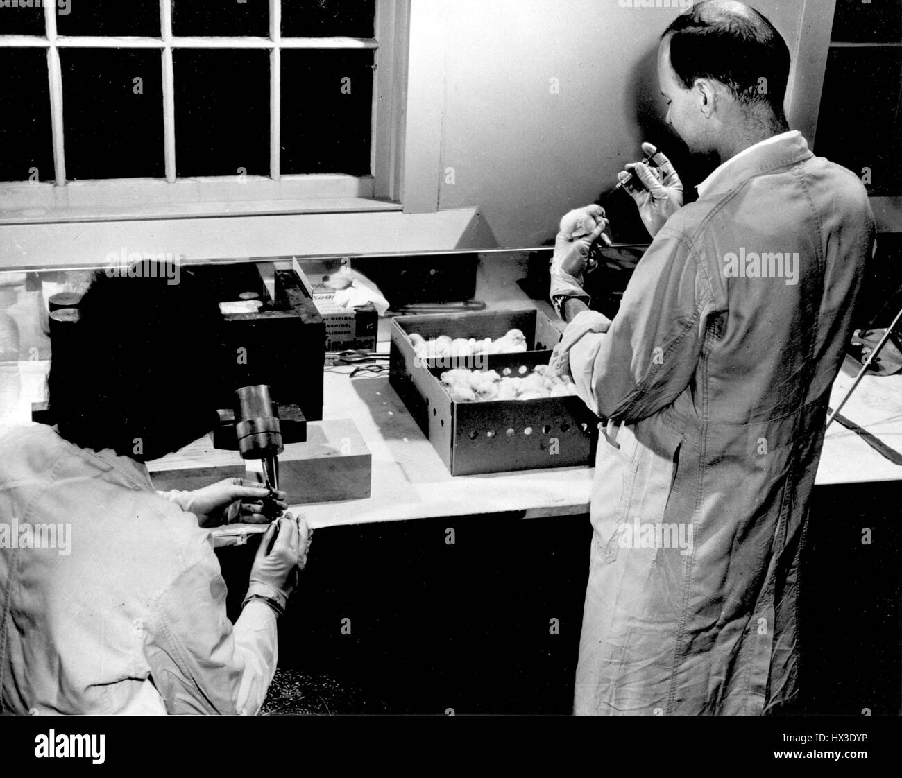 Technicians study the role hormone plays in stimulating thyroid using chicks, 1954. Image courtesy US Department of Energy. Stock Photo