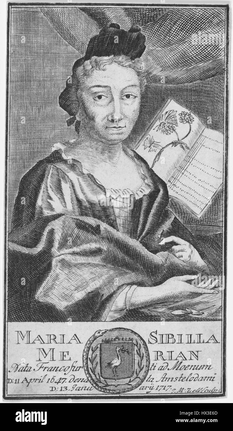 Engraving of female naturalist and scientific illustrator Maria Sibylla Merian at work illustrating a manuscript, Amsterdam, Netherlands, 1700. Stock Photo