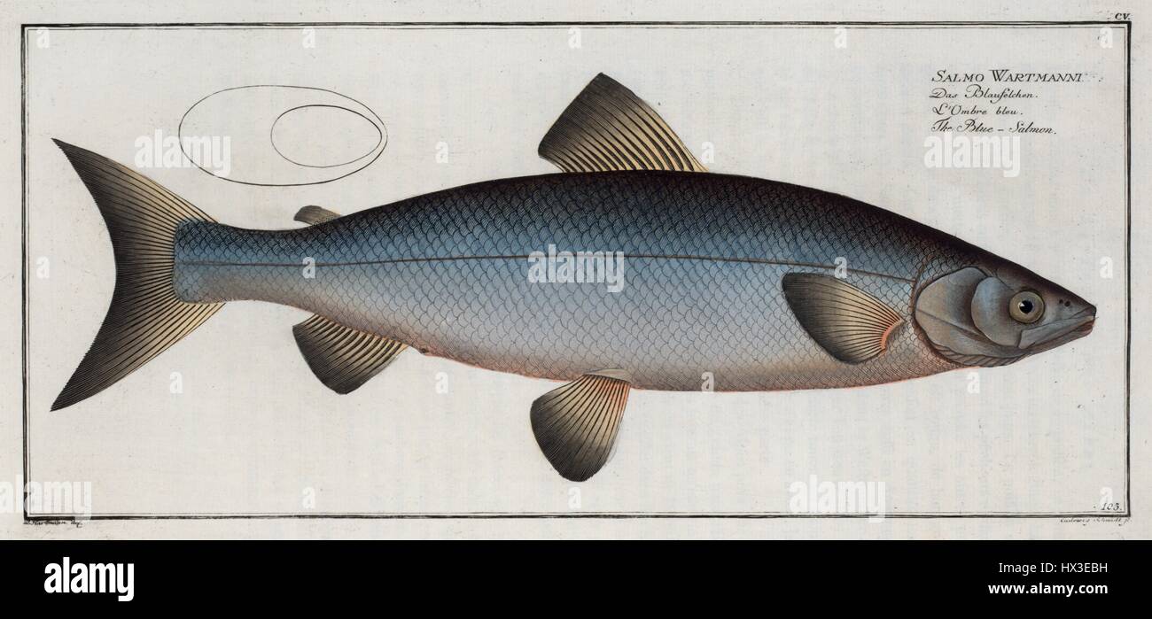 Illustration of Salmo Wartmanni, The Blue-Salmon, 1791. From the New York Public Library. Stock Photo