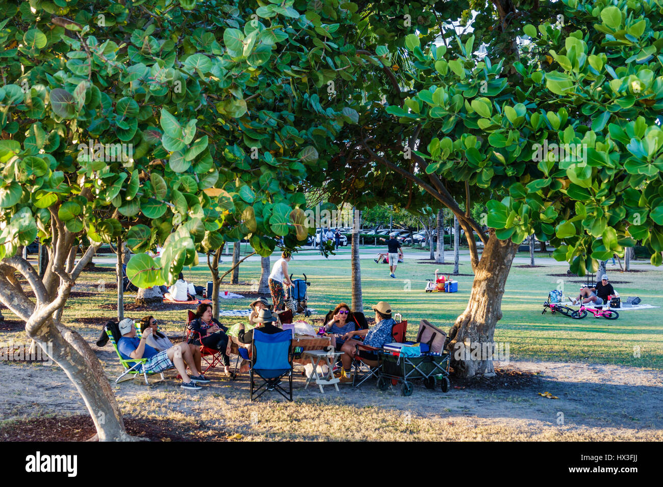Florida, FL, South, Miami Beach, South Pointe Park, seagrape, tree