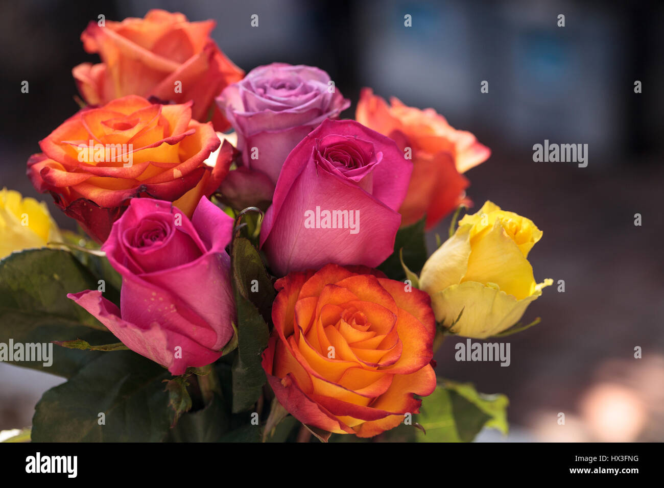Pink Orange Amd Red Rosed Roses in a rainbow of colors including pink, orange, red and yellow in ...